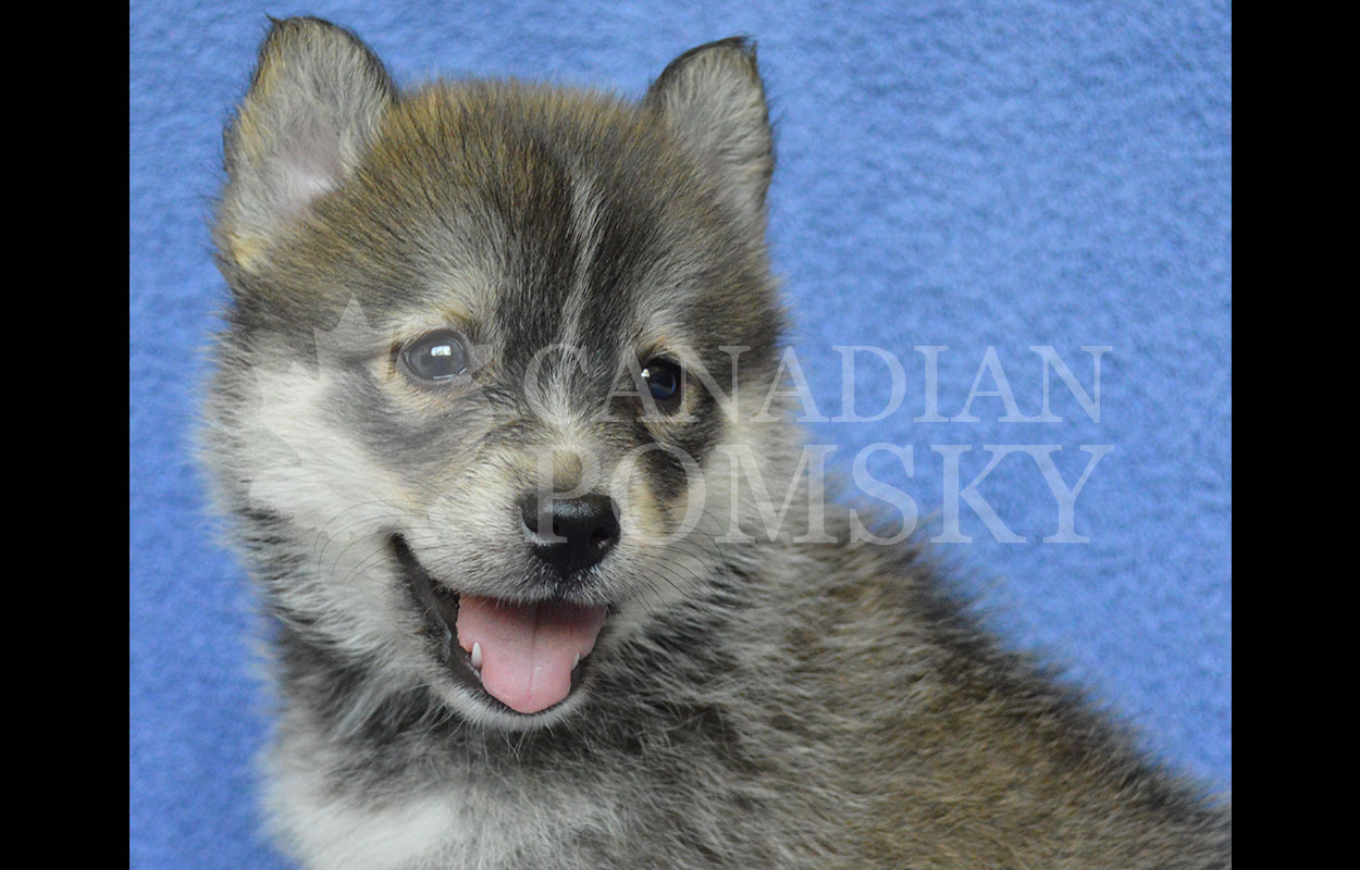 Dark Eyed Wolf Sable and White Male. Perfect Siberian Markings. Outgoing and fun!
Featured on the hit TV series HEARTLAND.