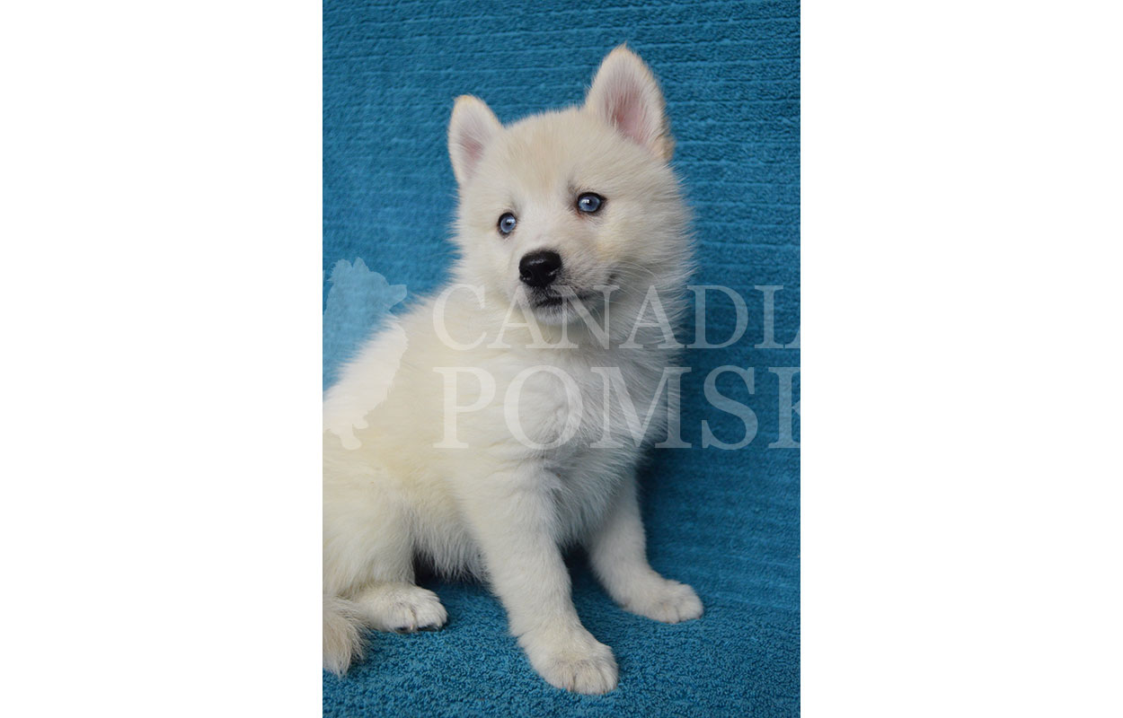 What a stunning colour combination! Crisp White fur with dazzling Blue eyes! This girl is spunky and playful! I should mature closer to 20-25 lbs!