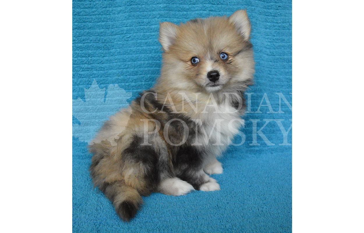 This fluffy gem is TINY, outgoing and oh-so-friendly! She is more Pomeranian size to her and should mature closer to 15 lbs.