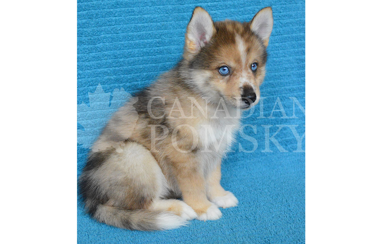 We rarely have Red Merle Pomskies! She has such stunning and unique marbling on her coat, plus those entrancing Blue Eyes! She is gentle.