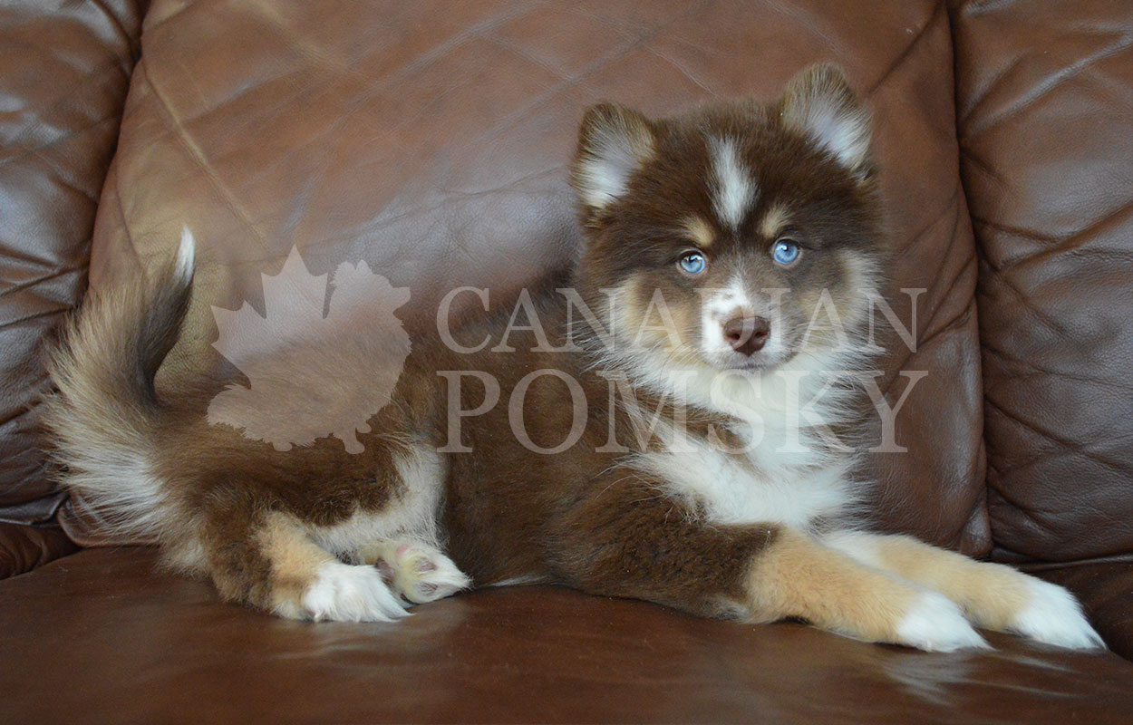 We have NEVER had colours like this girls! Chocolate Tri with those electric Blue Eyes! She may mature closer to 20 lbs.