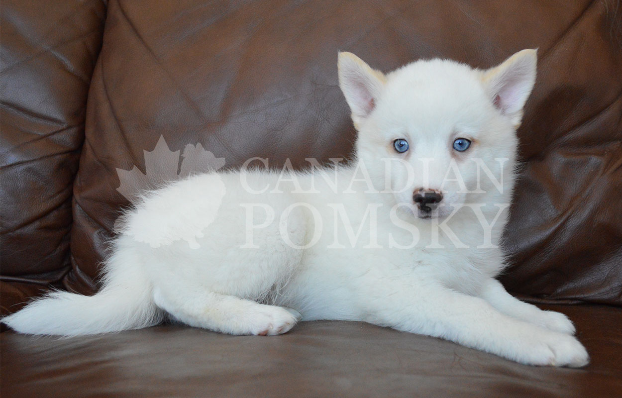 Ooo! We RARELY have this coat and eye colour combination! This bright White male is so stunning! He should mature closer to 20 lbs.