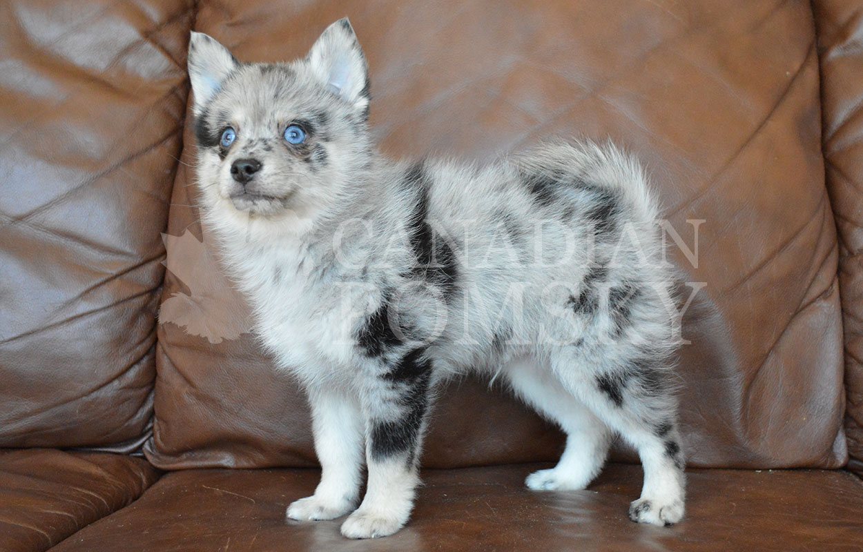 I am tiny! I should mature closer to 12 lbs. I have dashing Blue Merle colouring, lovely marbling (spots). I am spunky, lovable and happy!