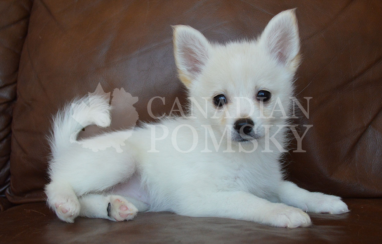 This teeny, tiny girl is bursting with affection and love! We RARELY have pure WHITE Pomskies. She should mature closer to 11 lbs- F4 size.