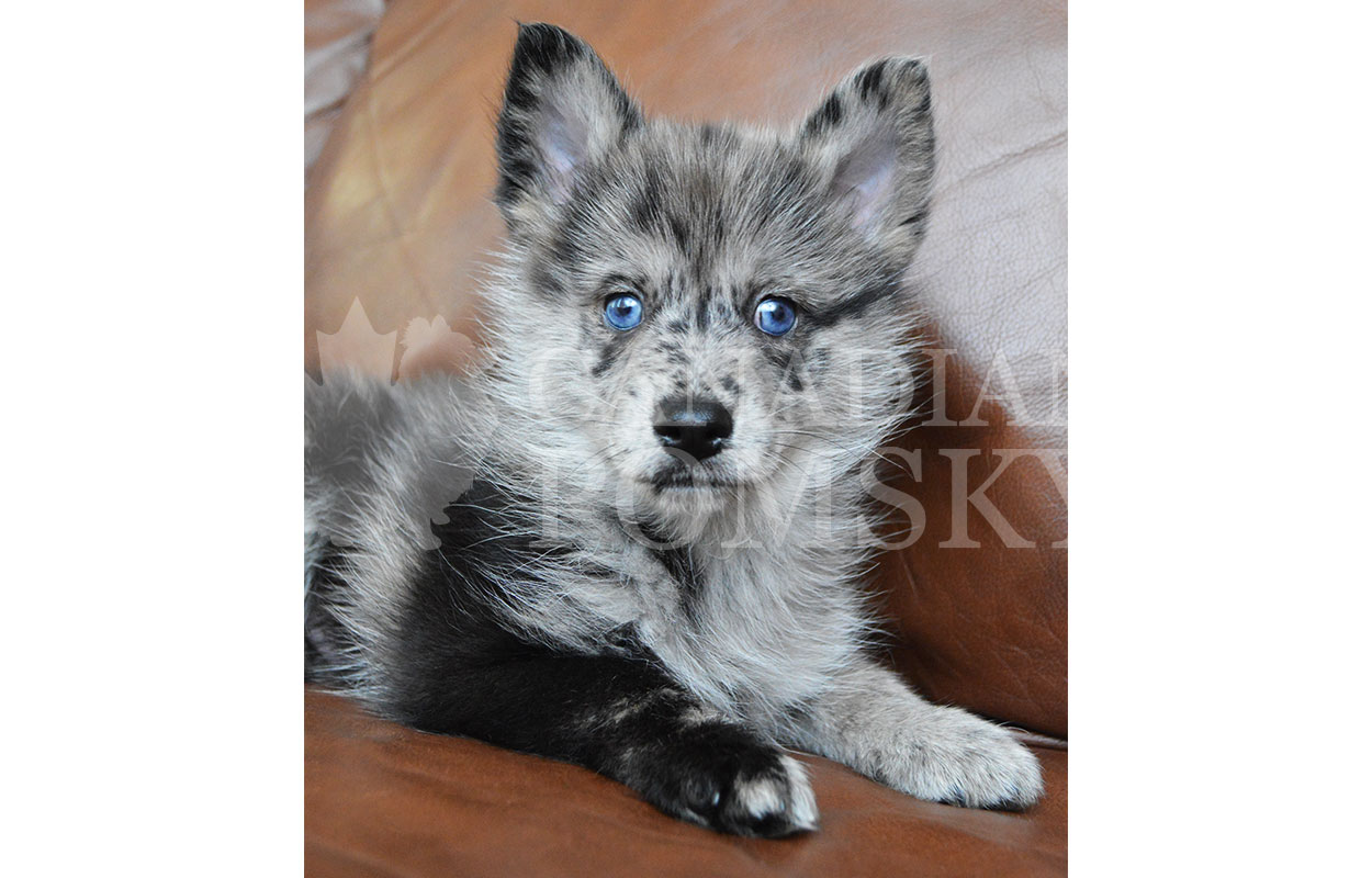 No Blue Merle is ever the same! We love this boy's unique coat pattern! His dazzling Blue Eyes really seal the beauty deal! He is so loving and social- he adores everyone he meets!