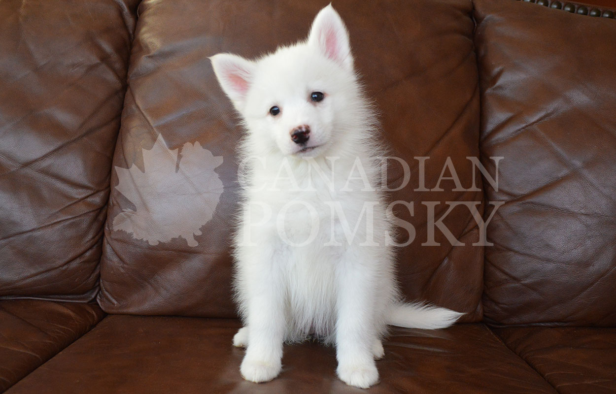 Our little SnowWhite! She is friendly, outgoing and pure White! We love her little Pink speckled nose!