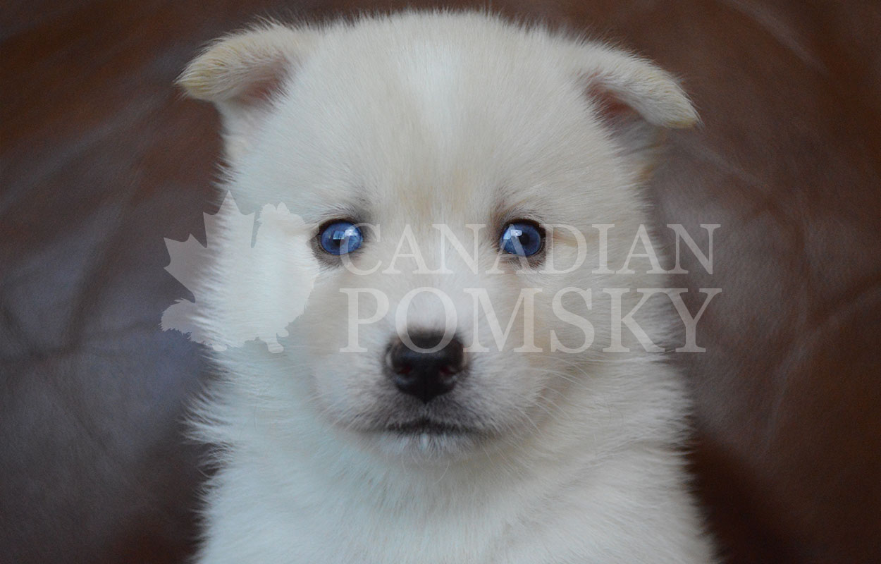 Sweet boy! We have only ever had two other White Pomskies with Blue Eyes! He is our rarest combination of fur colour and eye colour! Don't miss out!