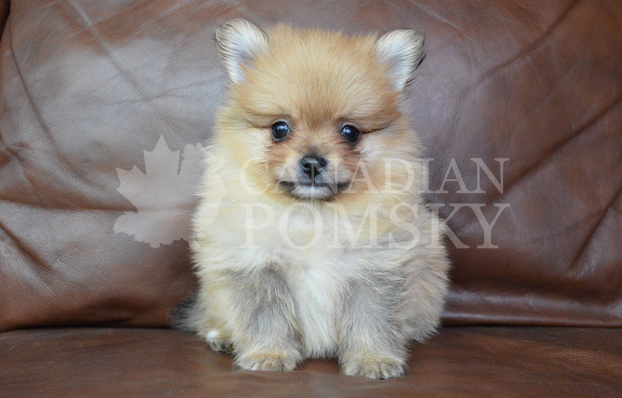 Meet Caramel! He weighs under 1 lbs but is a ball of energy and personality. His tiny size does not slow him down. He loves to be held, cuddled and kissed. He is outgoing and friendly and will mature to only 5-6 lbs!  He will have a longer coat than our standard Pomskies.
