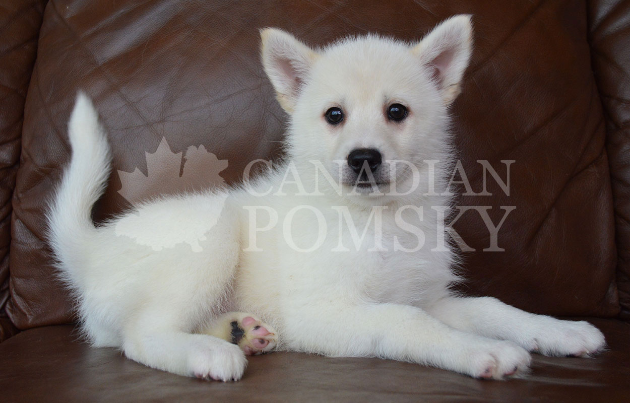 WOW! Pure White Female! We only have on average ONE White Pomsky per year.