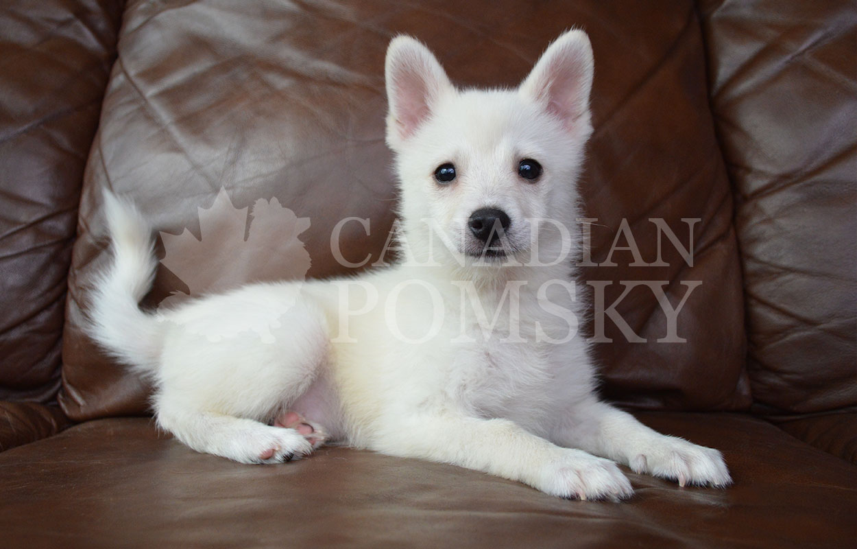 We rarely have pure snow White Pomsky puppies and this brave and outgoing boy is has crystal clear white fur!  He will be the most stunning adult!