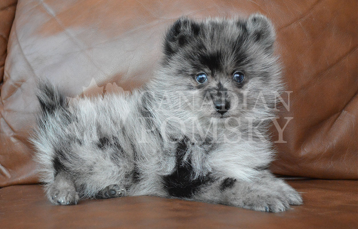Very courageous, outgoing and ADORES all people! Rare Blue Merle colour and tiny Teacup size!