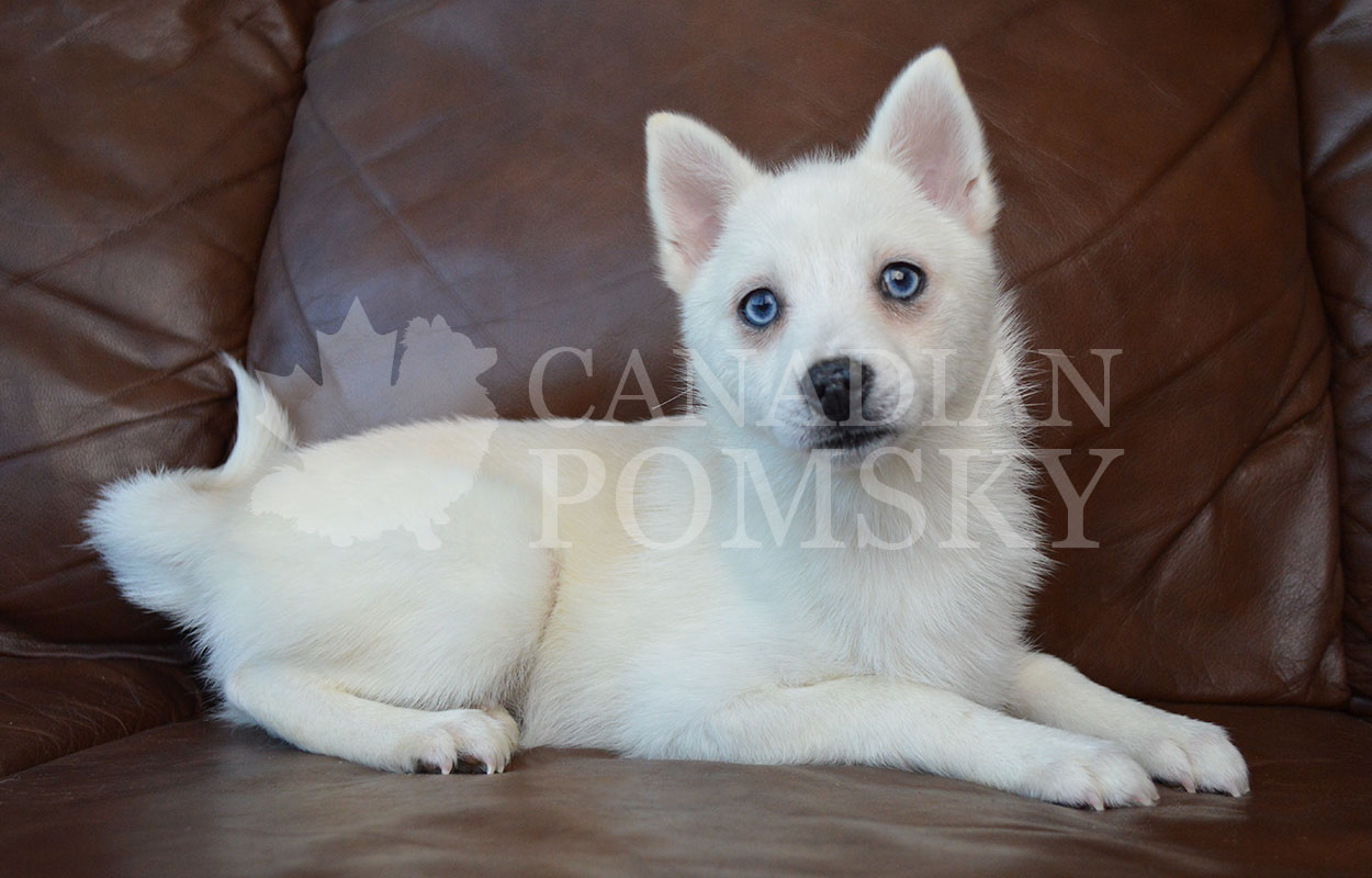 This small girl will only mature to around 15 lbs. She is a stunning White colour, with the rare Blue eye combination. She loves to give kisses!