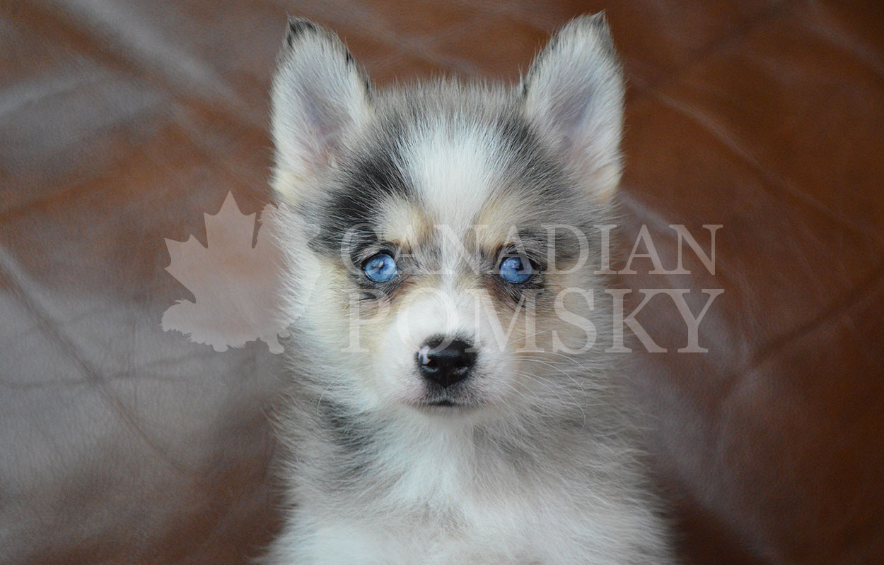 She has lovely markings and a stunning Merle marblings pattern. We love her dazzling Blue eyes and her snuggly and friendly personality. She will only mature to around 9 lbs.