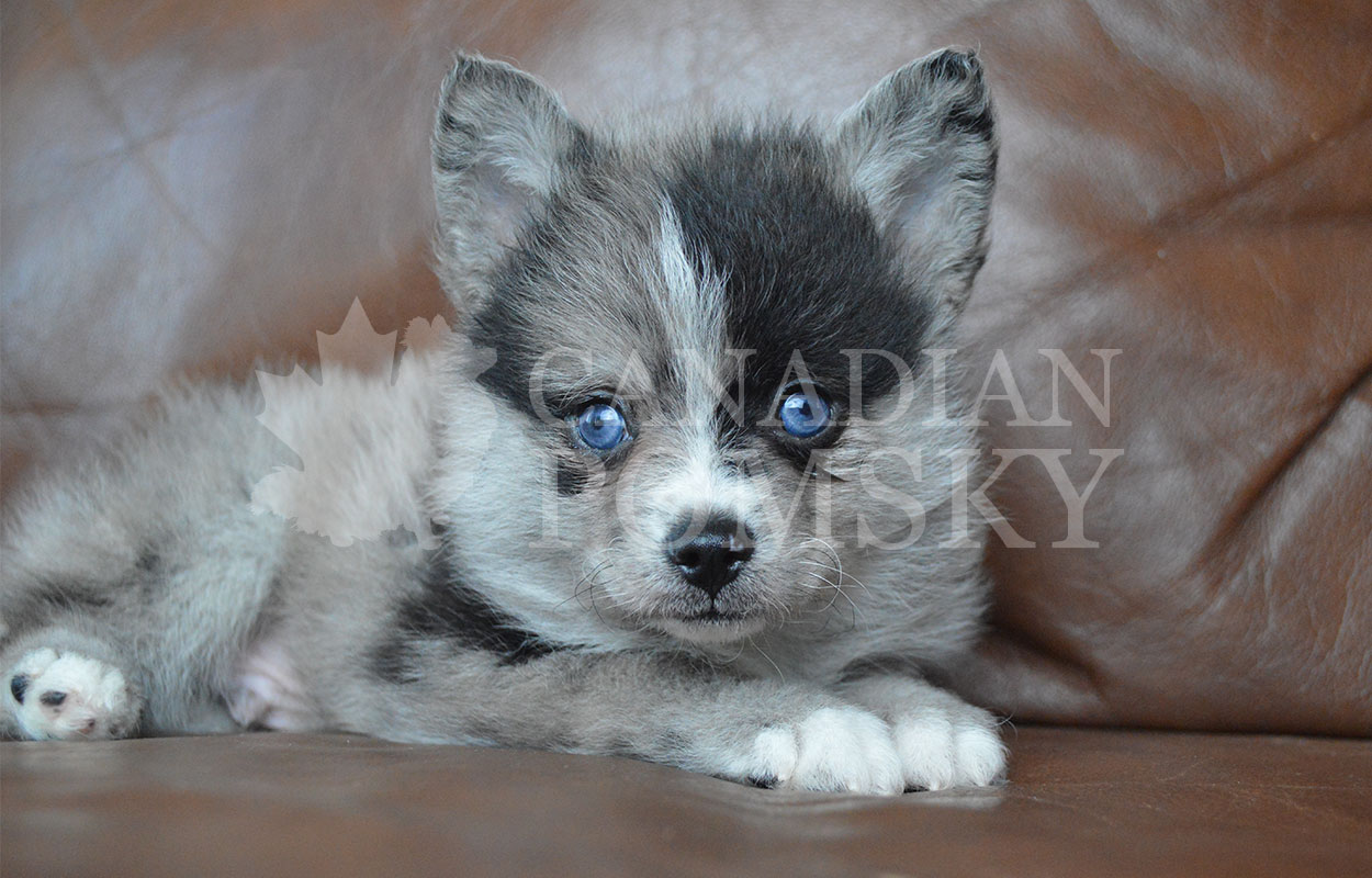 We love this tiny boy’s marblings pattern of Merle. So unique! He is fun and playful, but also more quiet in nature. He is the smallest of his litter and will only mature to around 10 lbs. (10 lbs and under is Teacup Pomsky size.)