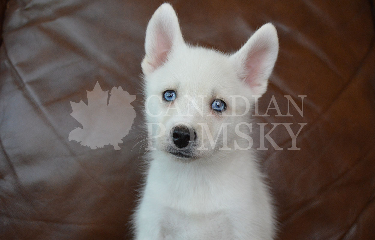 She is outgoing and adventurous. She loves to explore and play with all her toys. She is a rare pure White Pomsky, with incredible Blue Eyes to boot! She will mature to around 20-25 lbs.