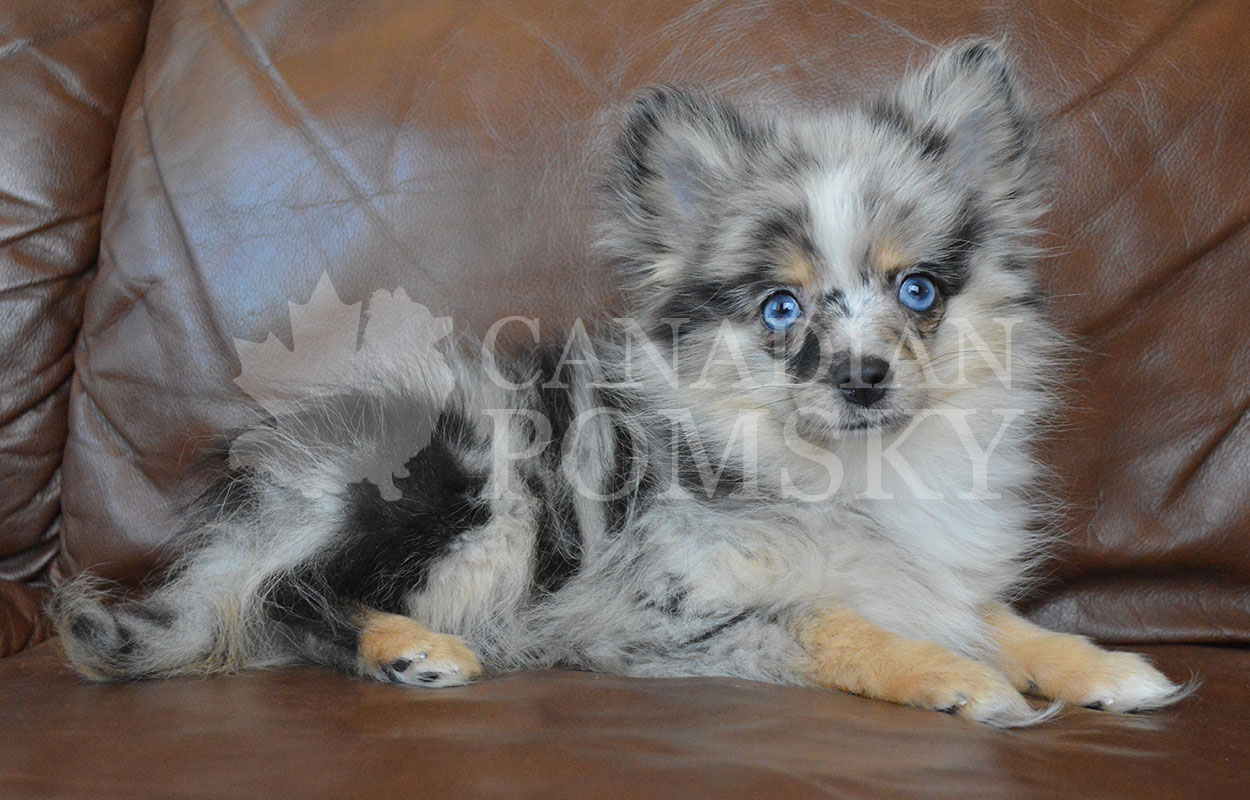 This sweetie is friendly and loving. She will have the fluffy, longer coat than that of our standard Pomskies. We love her beautiful RARE Blue Merle markings!
