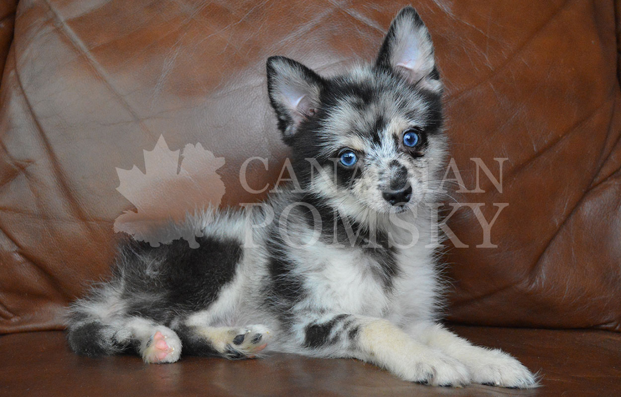 This spunky boy is outgoing and so playful. He loves to meet new people and is ready to play! We love his RARE Blue Merle pattern and those stunning Blue Eyes!