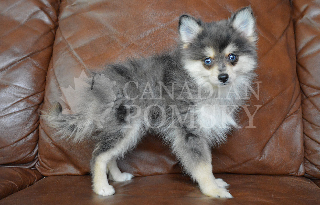 This little boy has lots of attitude and an adorable little bark! He is playful and fun! We love his RARE Blue Merle pattern with his gorgeous Siberian Husky facial mask and ocean Blue Eyes!