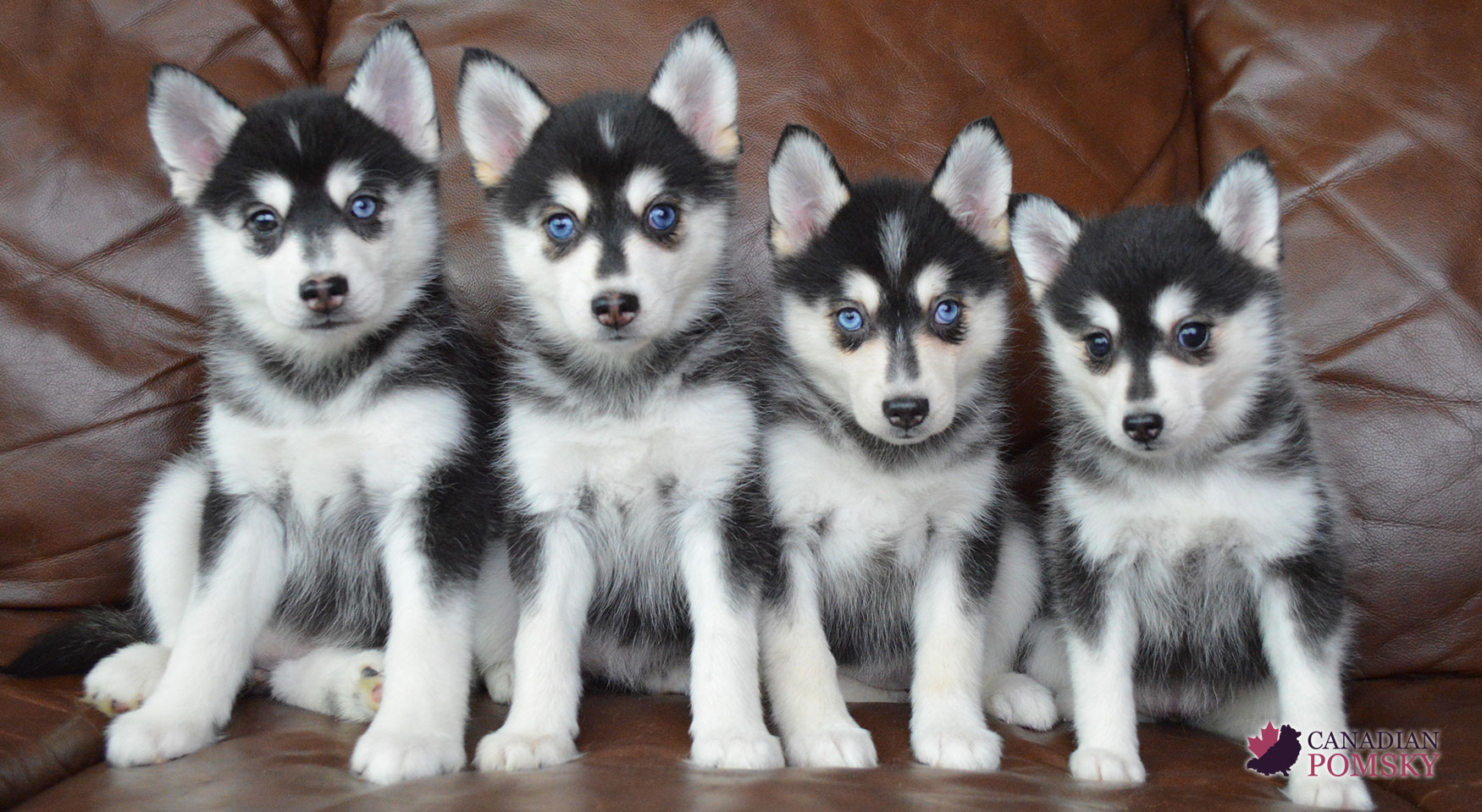 Pomsky Breeders Pomsky Puppies For Sale Los Angeles San Francisco Pomsky Breeders Pomsky Puppies For Sale Los Angeles San Francisco
